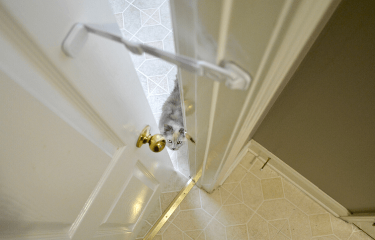 Door Buddy - pet door strap