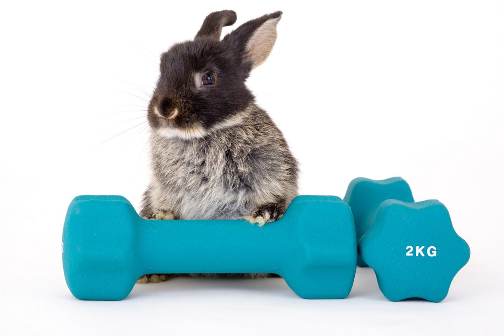 How to help your bunnies get all the exercise they need