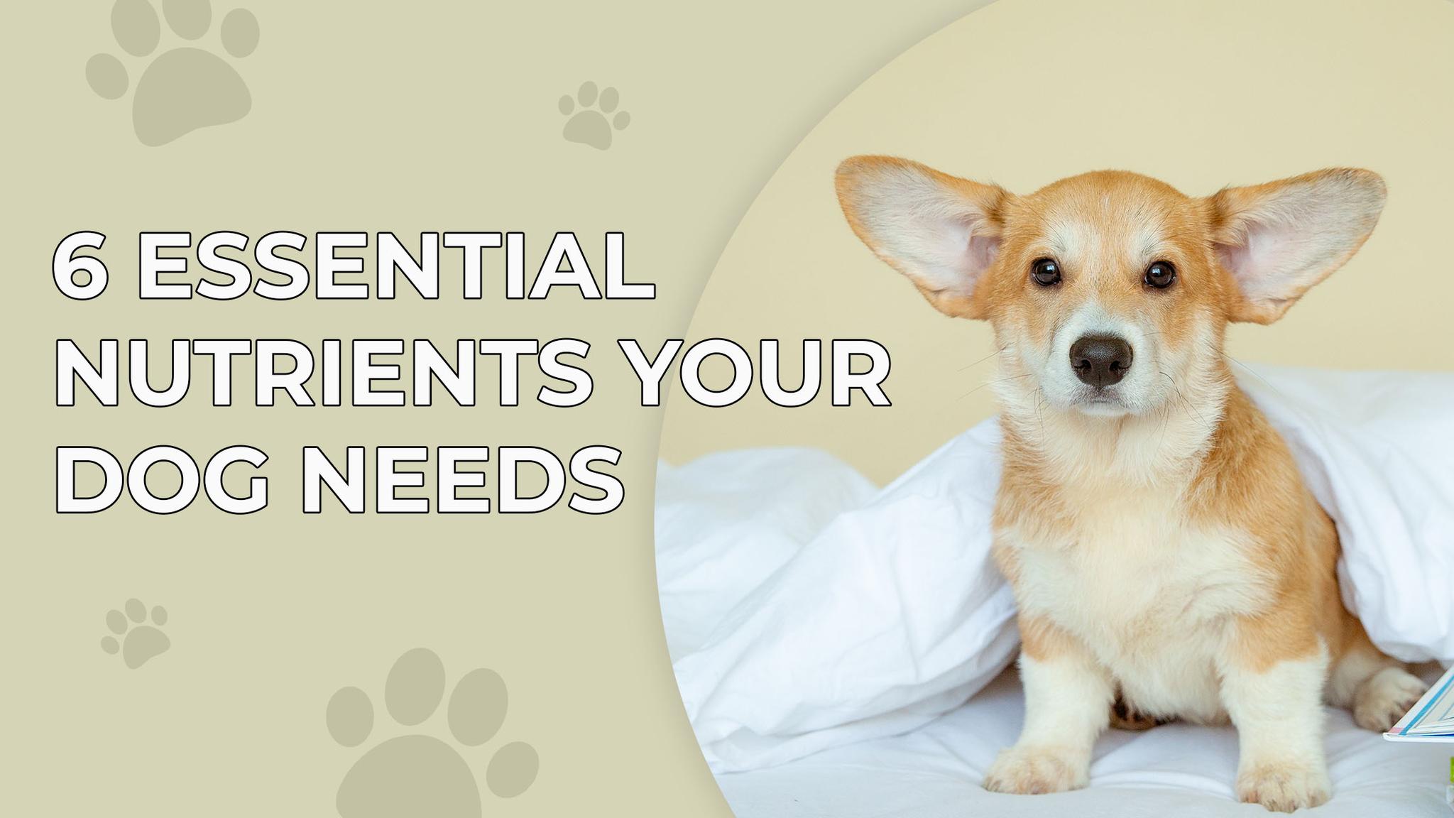 Six Essential Nutrients Your Dog Needs Pet Snacks