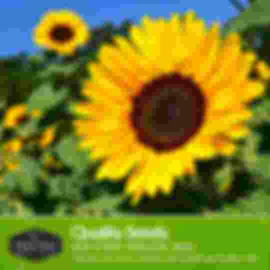 quality non-hybrid heirloom sunflower seeds for your garden