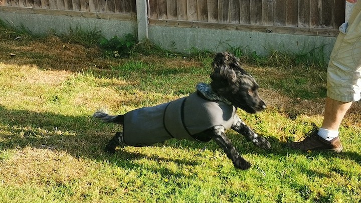 Dog on Pawdaw of London Luxury Dog Drying Bag