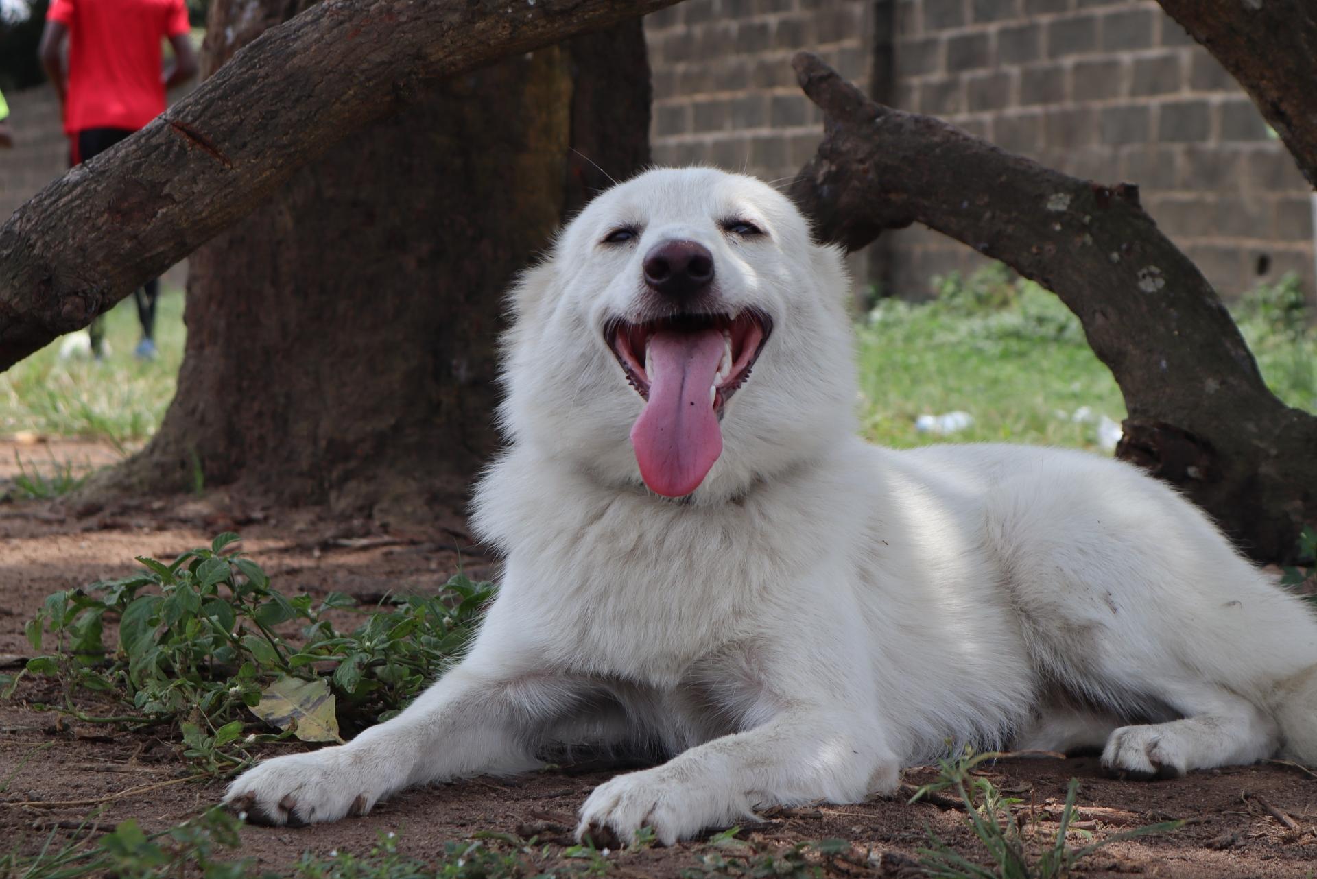 American Eskimo Dog