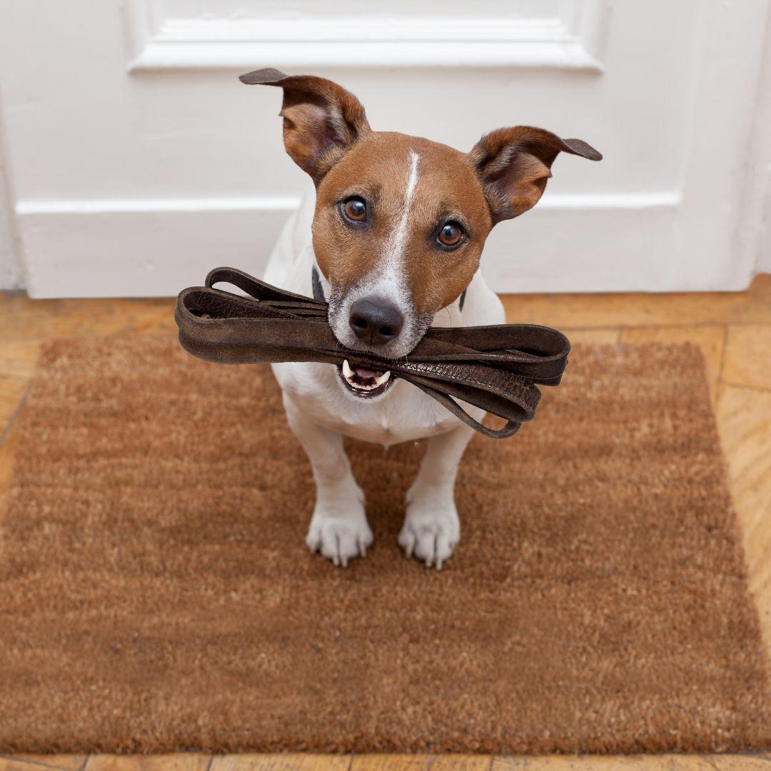 Dog sitting with lead in mouth