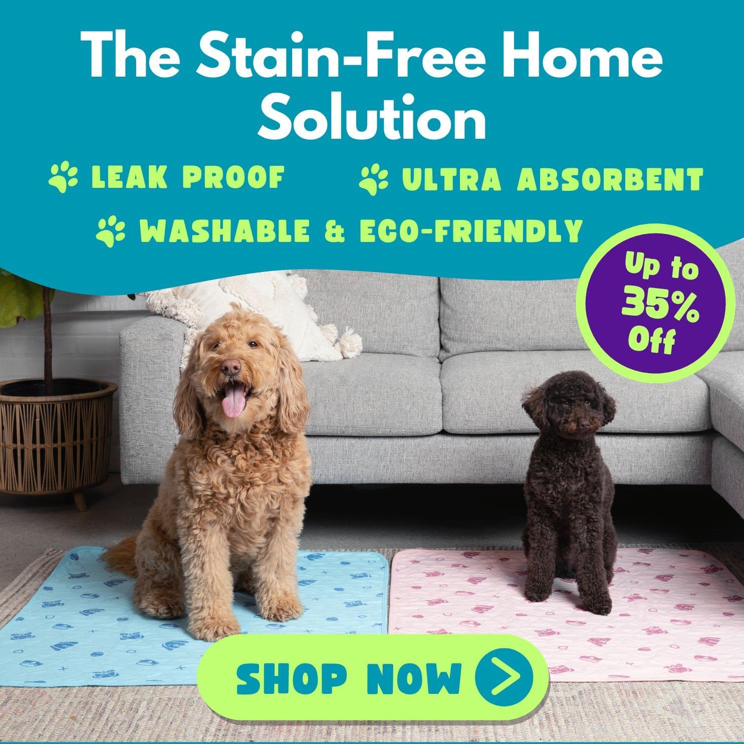 A square banner showing two dogs sitting on pee pads
