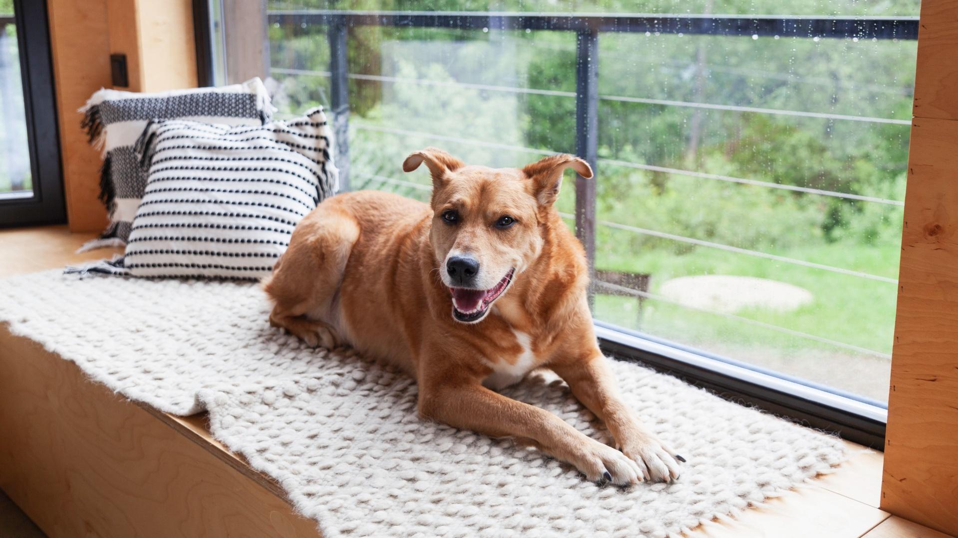 Happy red adopt dog lying on hand-made authentic wool carpet and pillows near panoramic window in Scandinavian wooden cabin hotel or home.