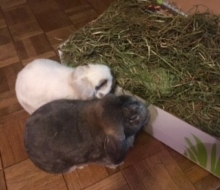 these bunnies love small pet select 2nd cutting timothy hay