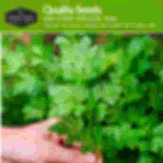 quality non-hybrid heirloom parsley seeds
