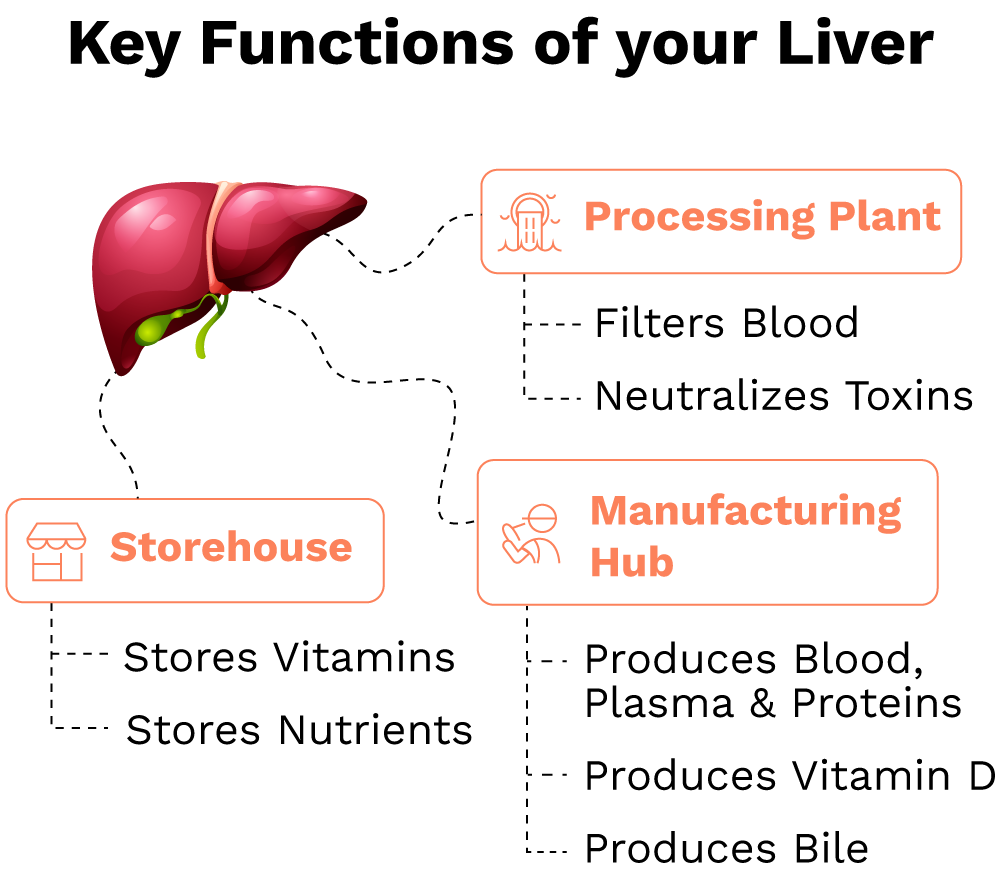 Liver as processing factory