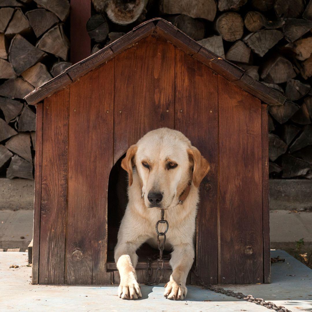 Labrador in dog house