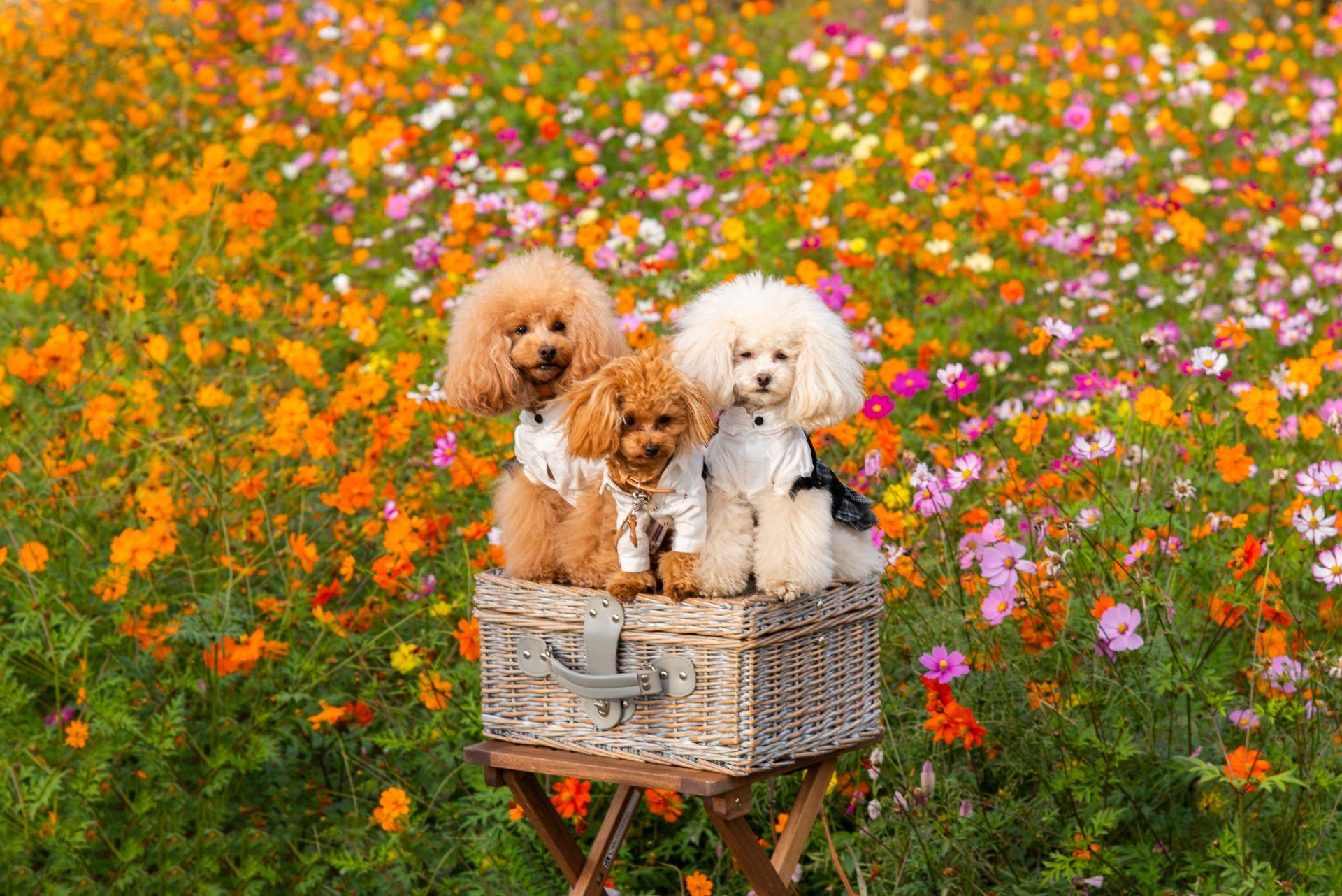 3 Toy Poodles in field