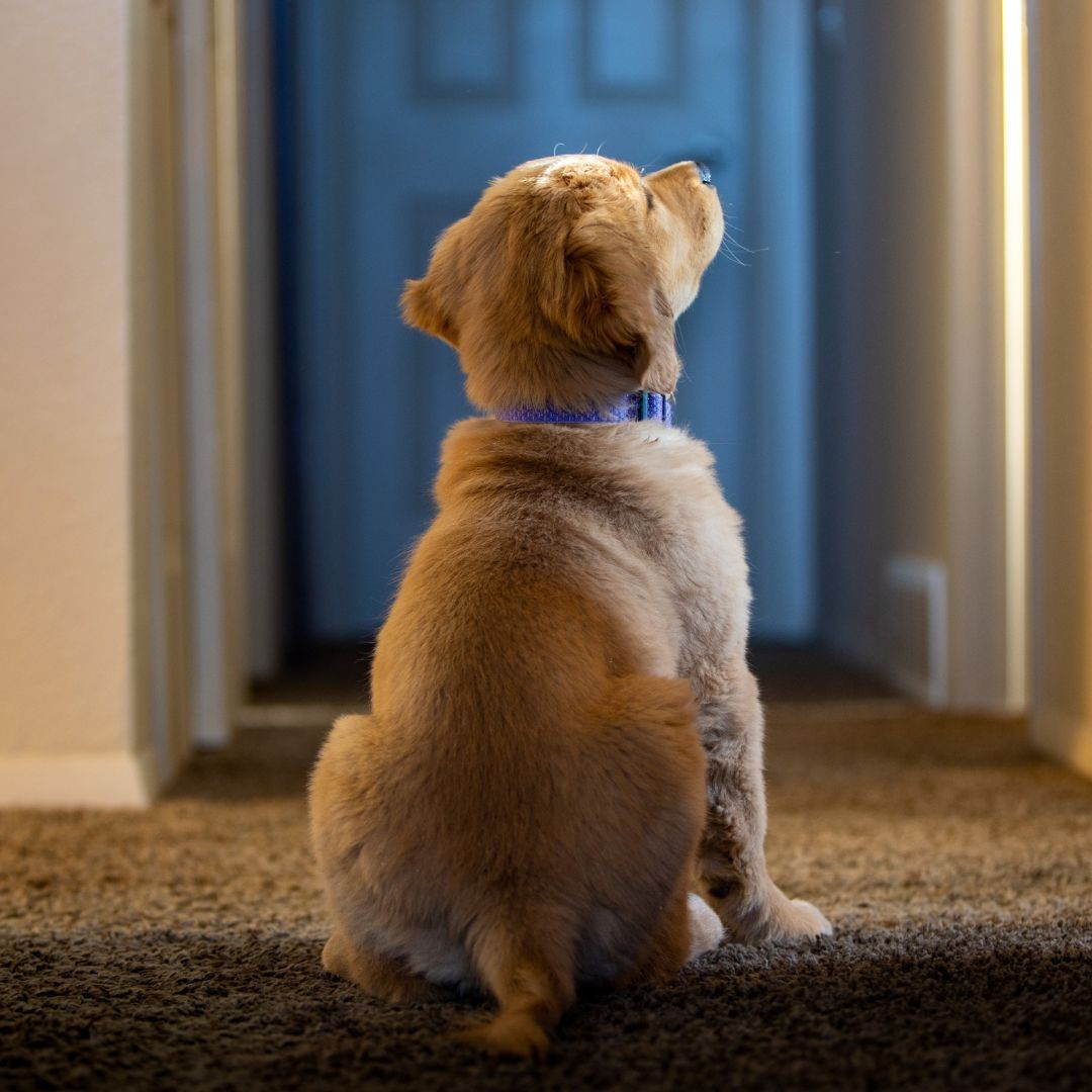 Puppy waiting for owner to return
