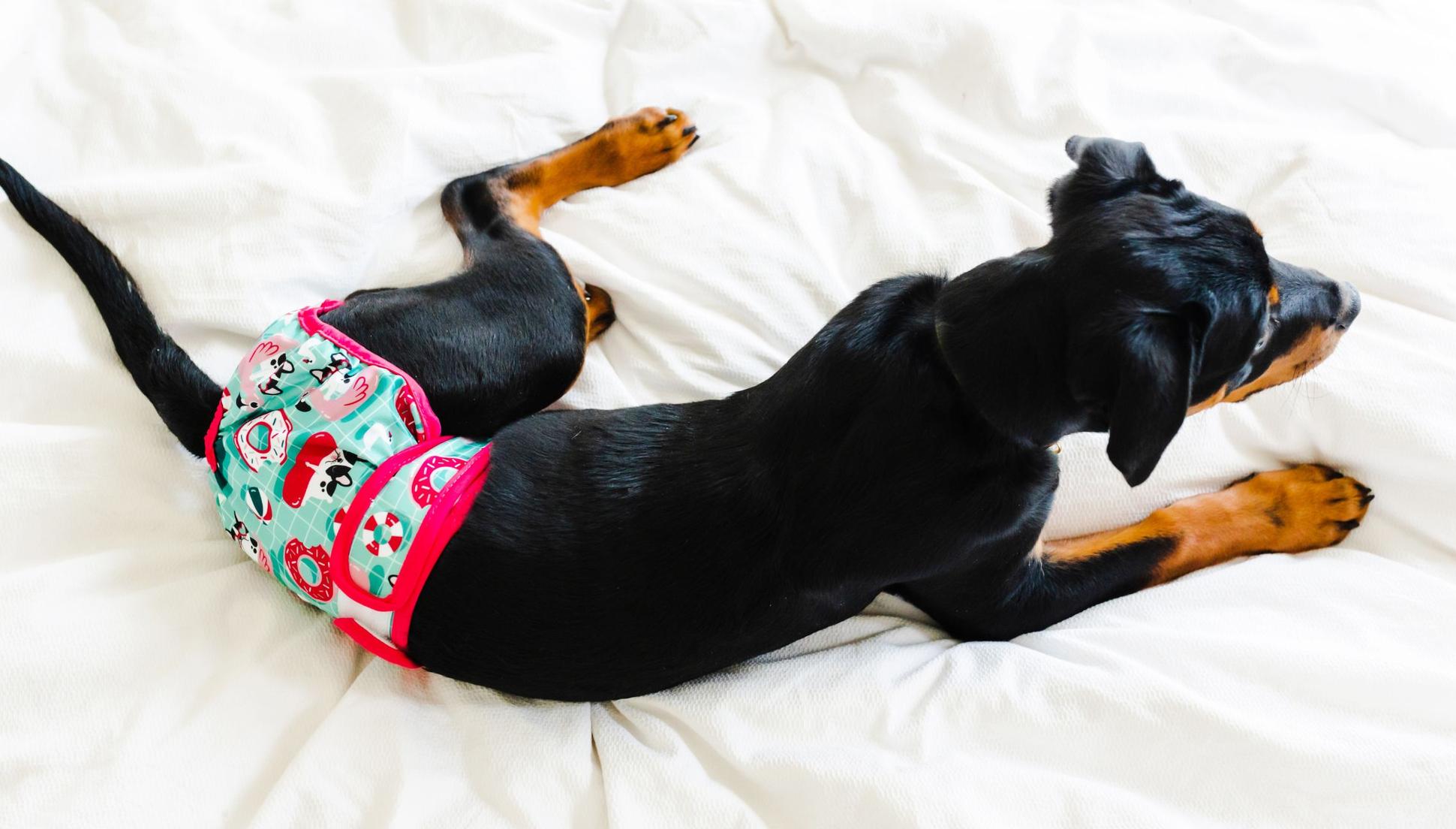 How Long Can a Dog Wear a Diaper? Potty Buddy Potty Buddy™