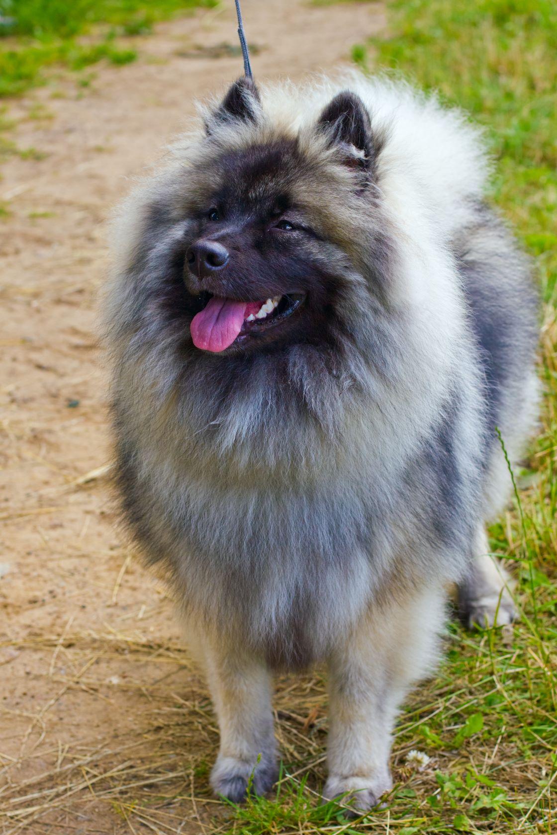 Keeshond