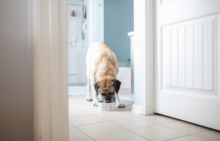 Dog Proof Cat Feeding Station - Door Buddy Blog