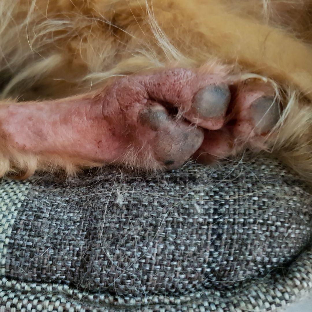 Close-up of red dog paw