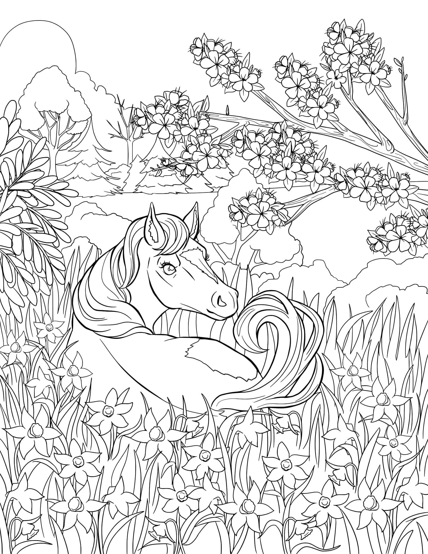 Colorit  The Horse Magazine