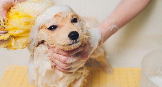 Dog being bathed