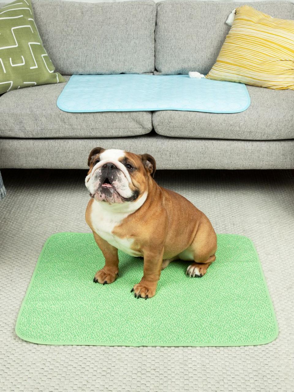 A dog sitting on a Potty Buddy grass pad