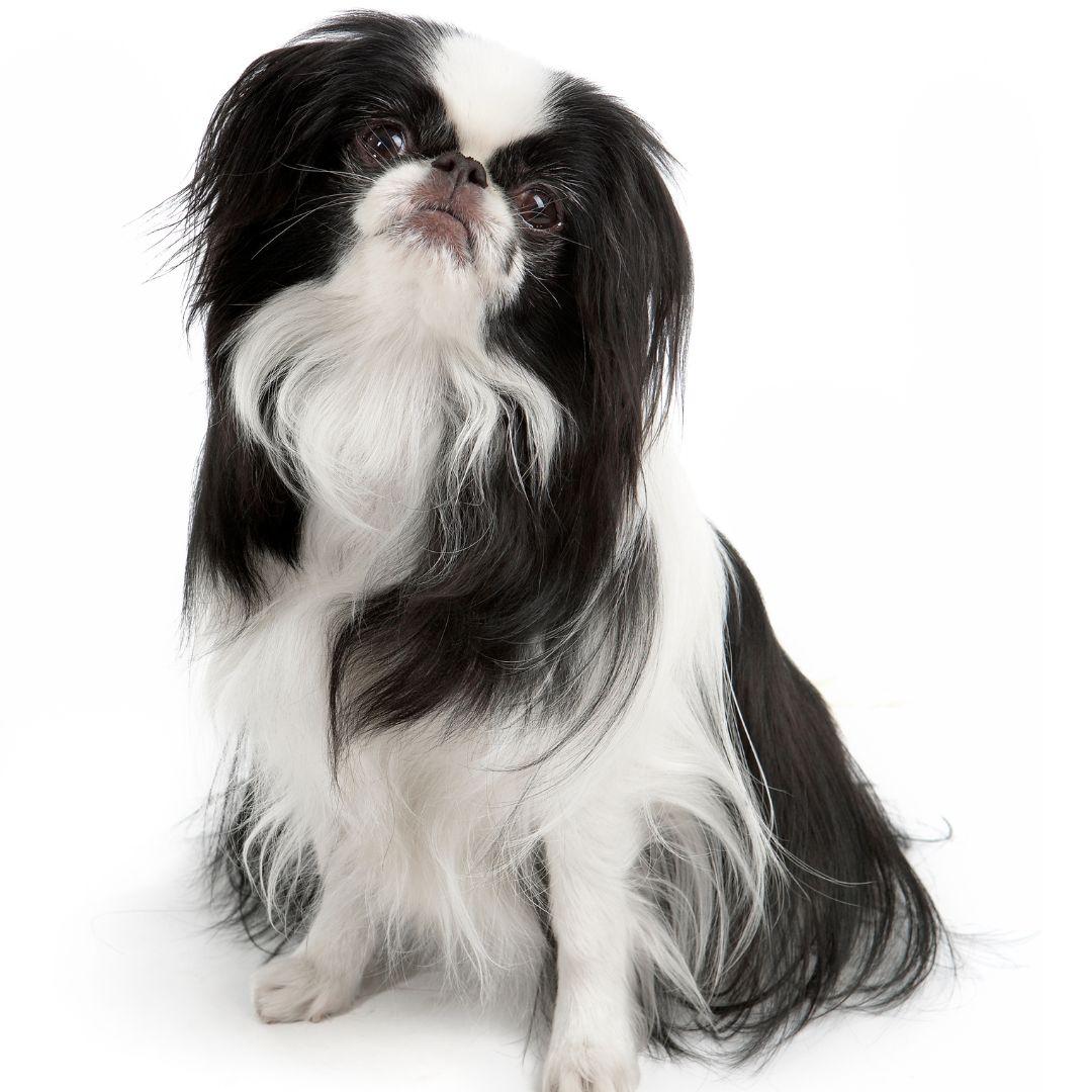 Japanese Chin puppy