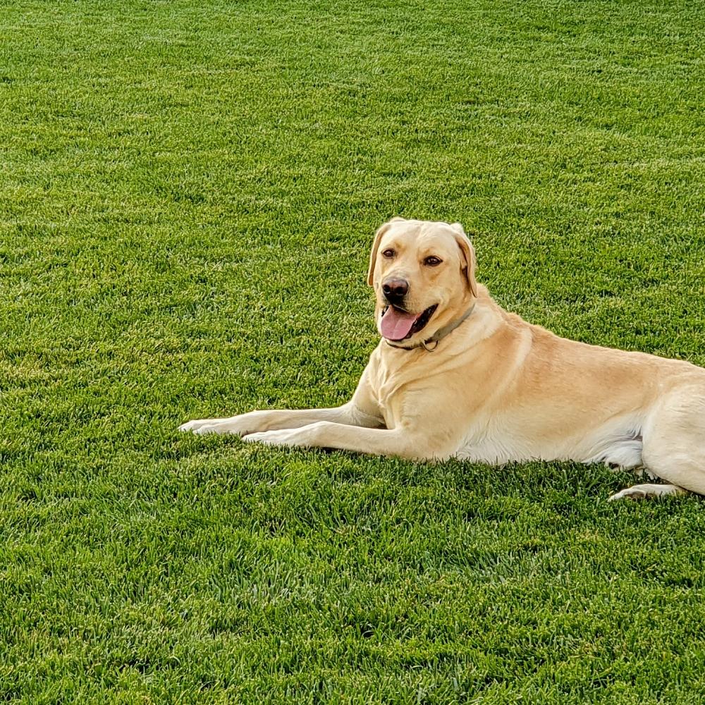 dog on grass