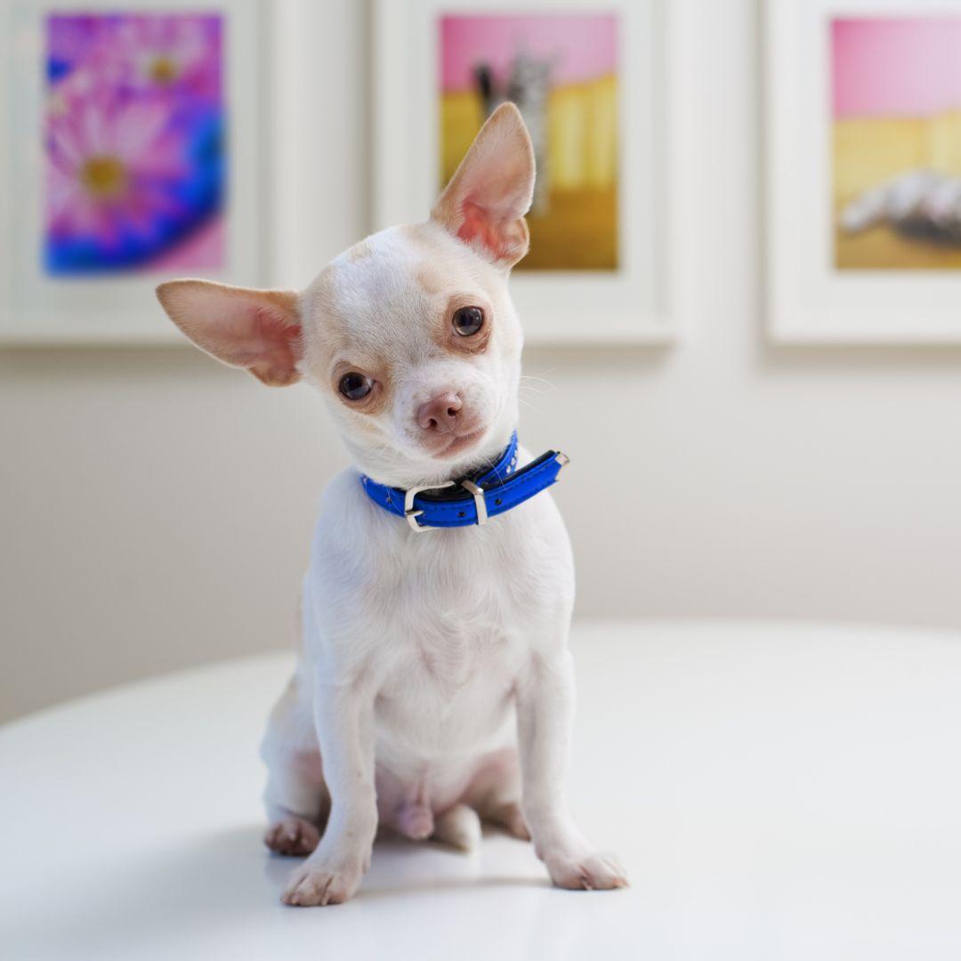 Chihuahua puppy tilting head