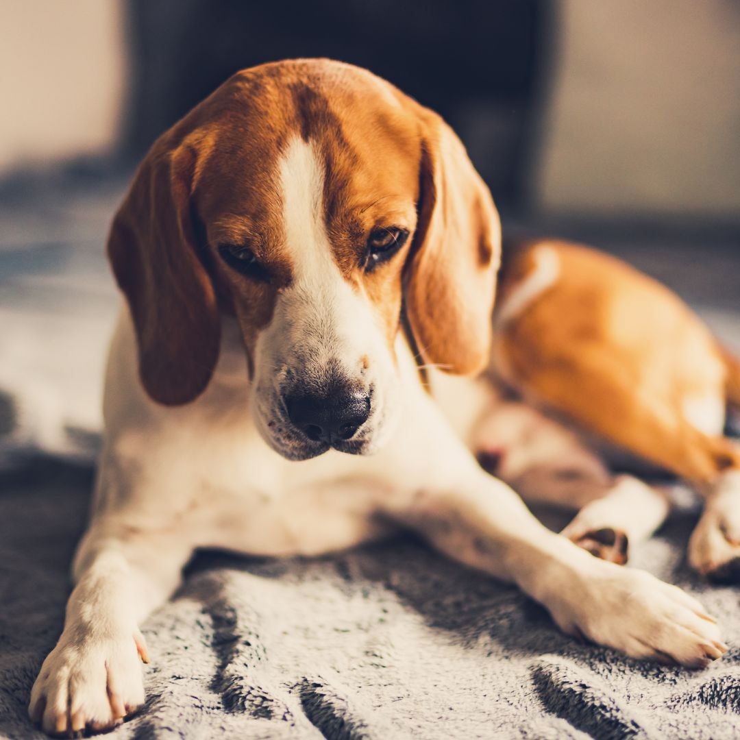 Sad beagle dog