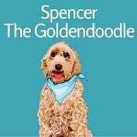 Door Buddy featured on Spencer The Goldendoodle