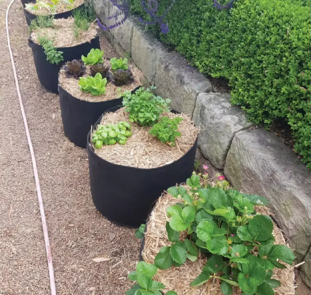Row of black GeoFelt grow bags along a garden path, planted with strawberries, lettuce, herbs and leafy greens, mulched with straw beside a stone retaining wall.