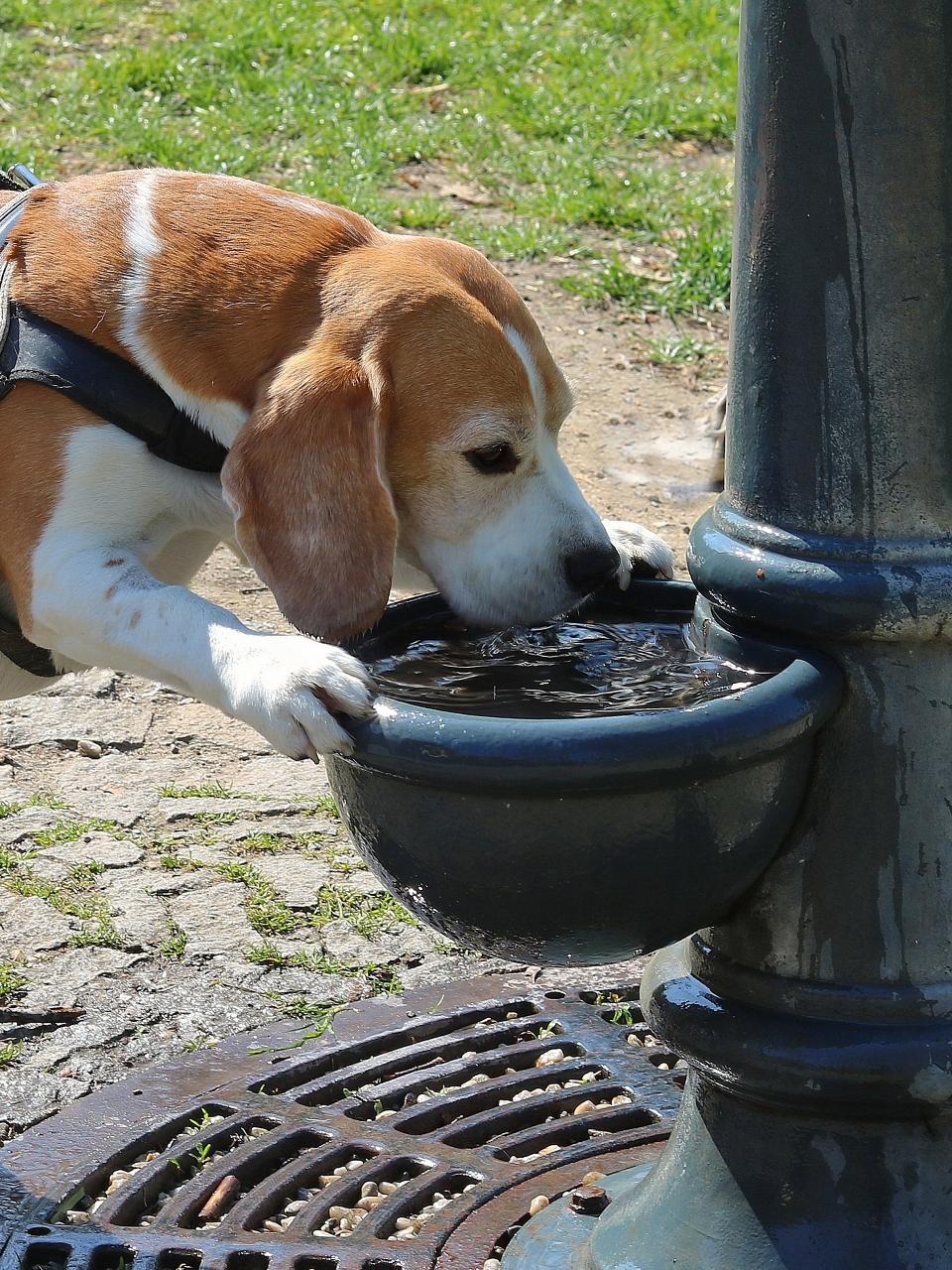Beagle dog drinks water in the park