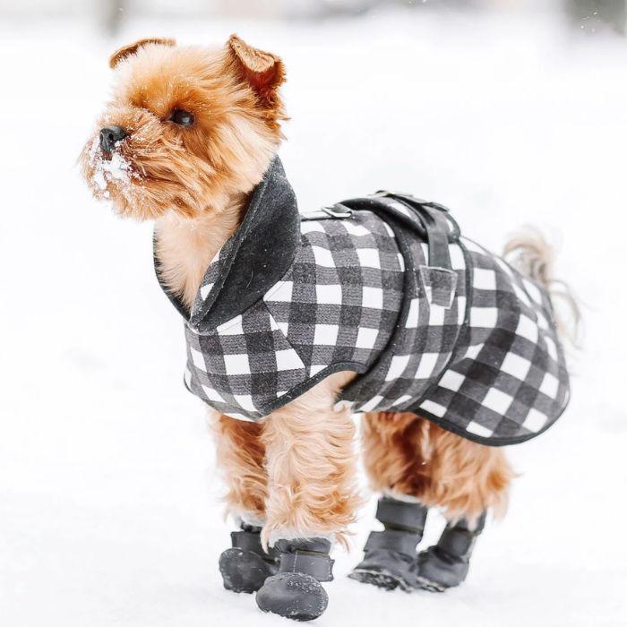 Dog in boots in winter