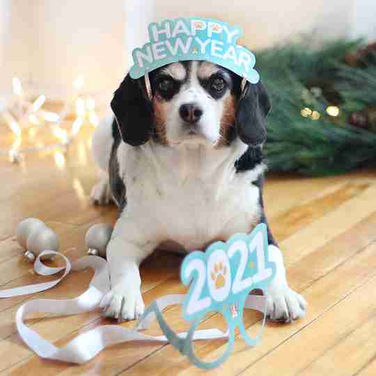 Free New Year's Eve Photo Props for Your Pup | Free Download