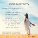 Woman standing in a field of wheat with her arms back and face up to the blue sky. Text on image says Black Elderberry- Immune boosting properties, supports the body's natural resistance, elderberry is higher in flavonoids than blackberries, blueberries, cranberries, and goji berries when it comes to antioxidant power!