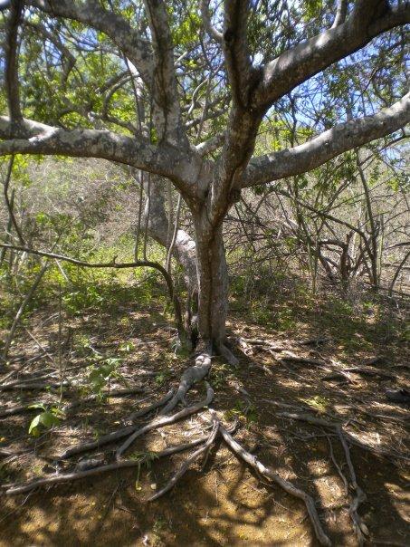 Bursera graveolens - Wikipedia