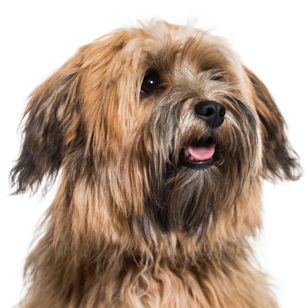 Havanese dog, close up against white background