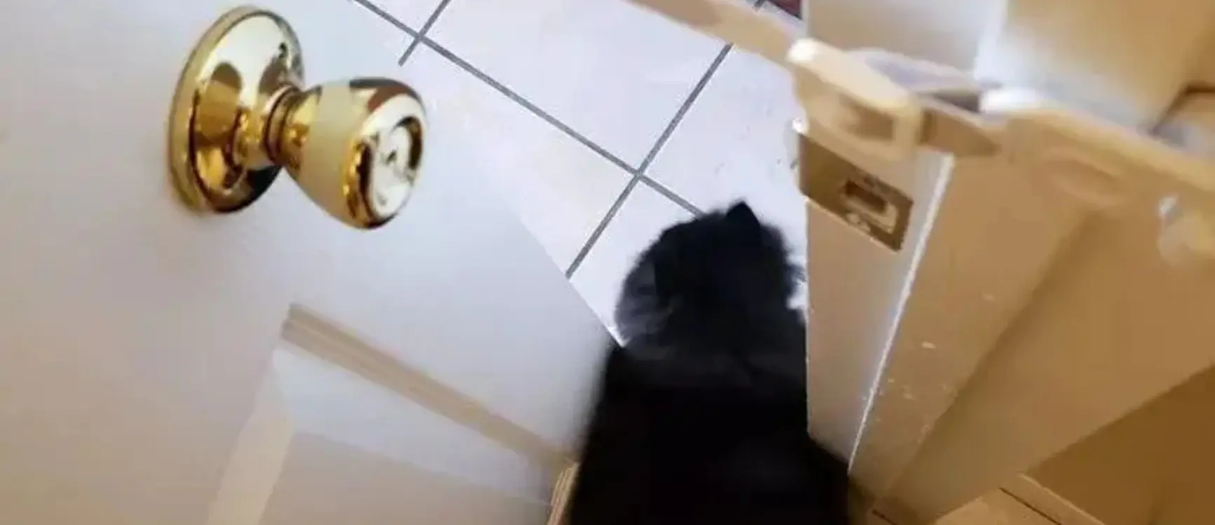 A black cat is seen walking through a door, which is held open by a Door Buddy door strap