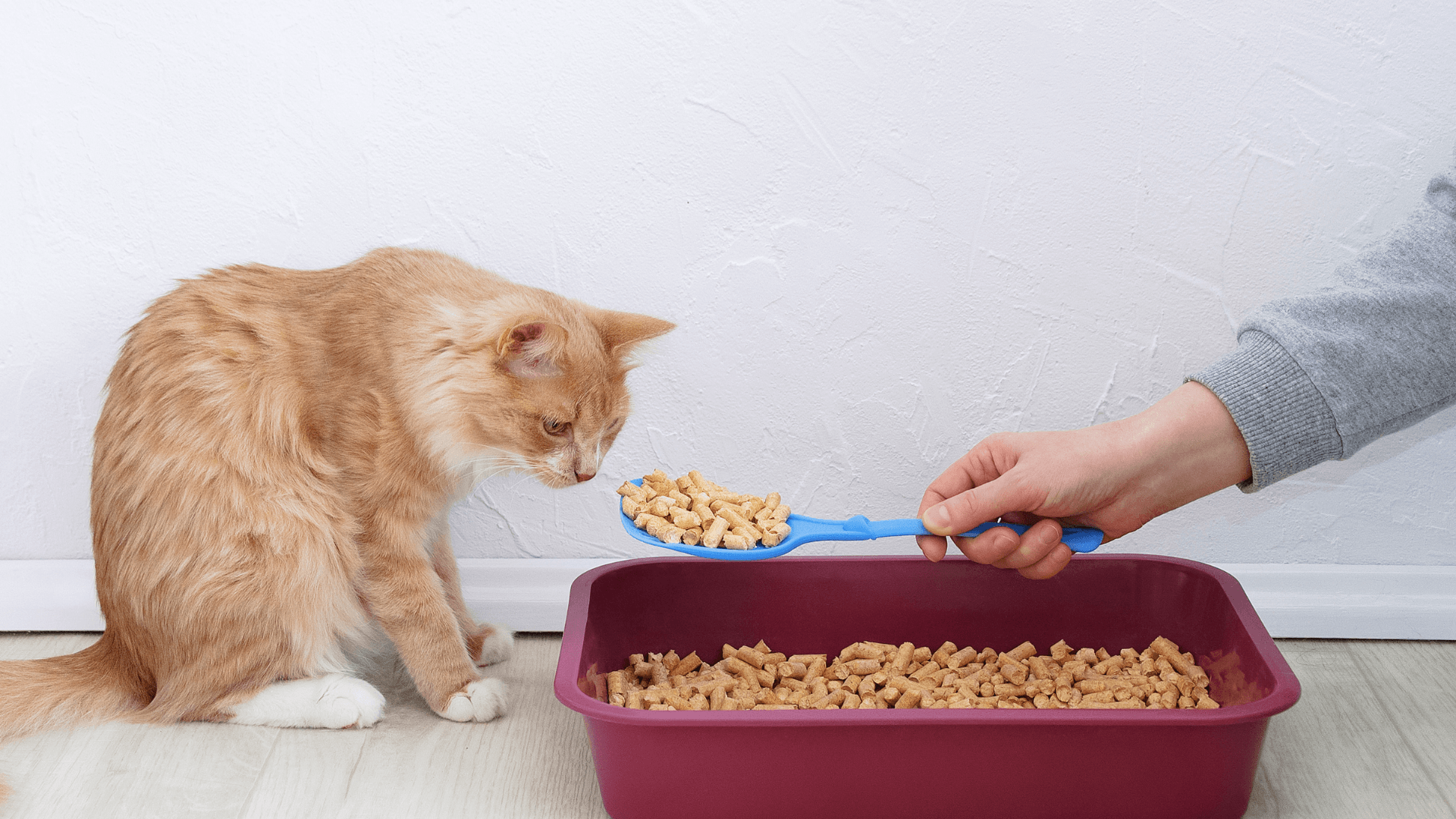 Door Buddy Blog - litter box training kittens and cats