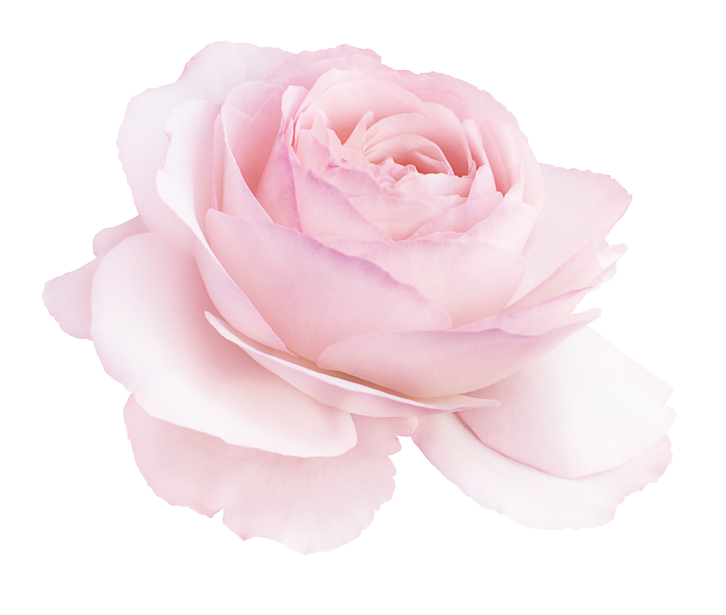 Essential Oil of Rose Indian