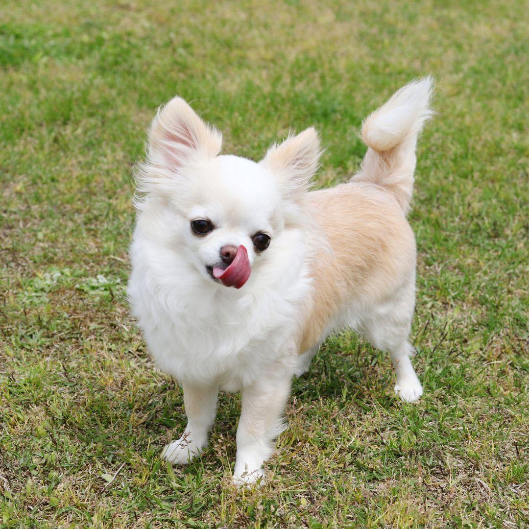 Chihuahua outside on grass