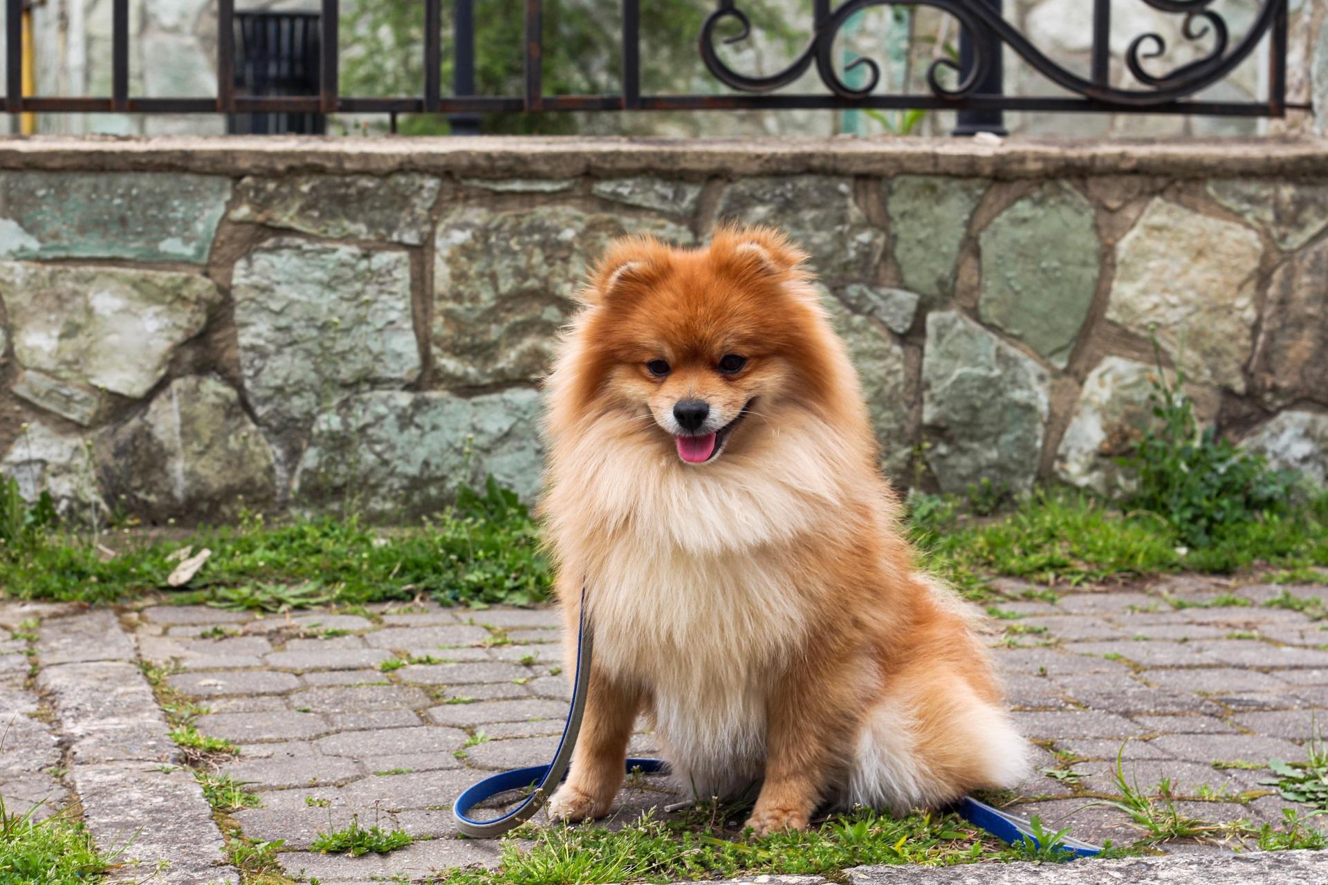 Adorable Pomeranian dog in orange colors sitting outdoors