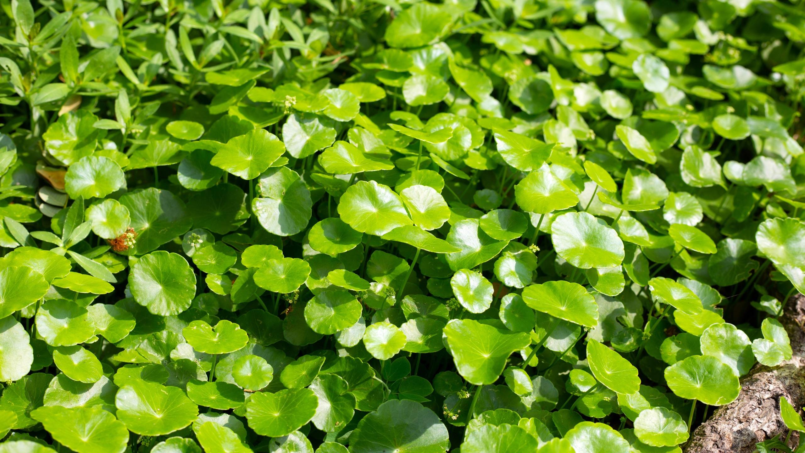 large patch of gotu kola