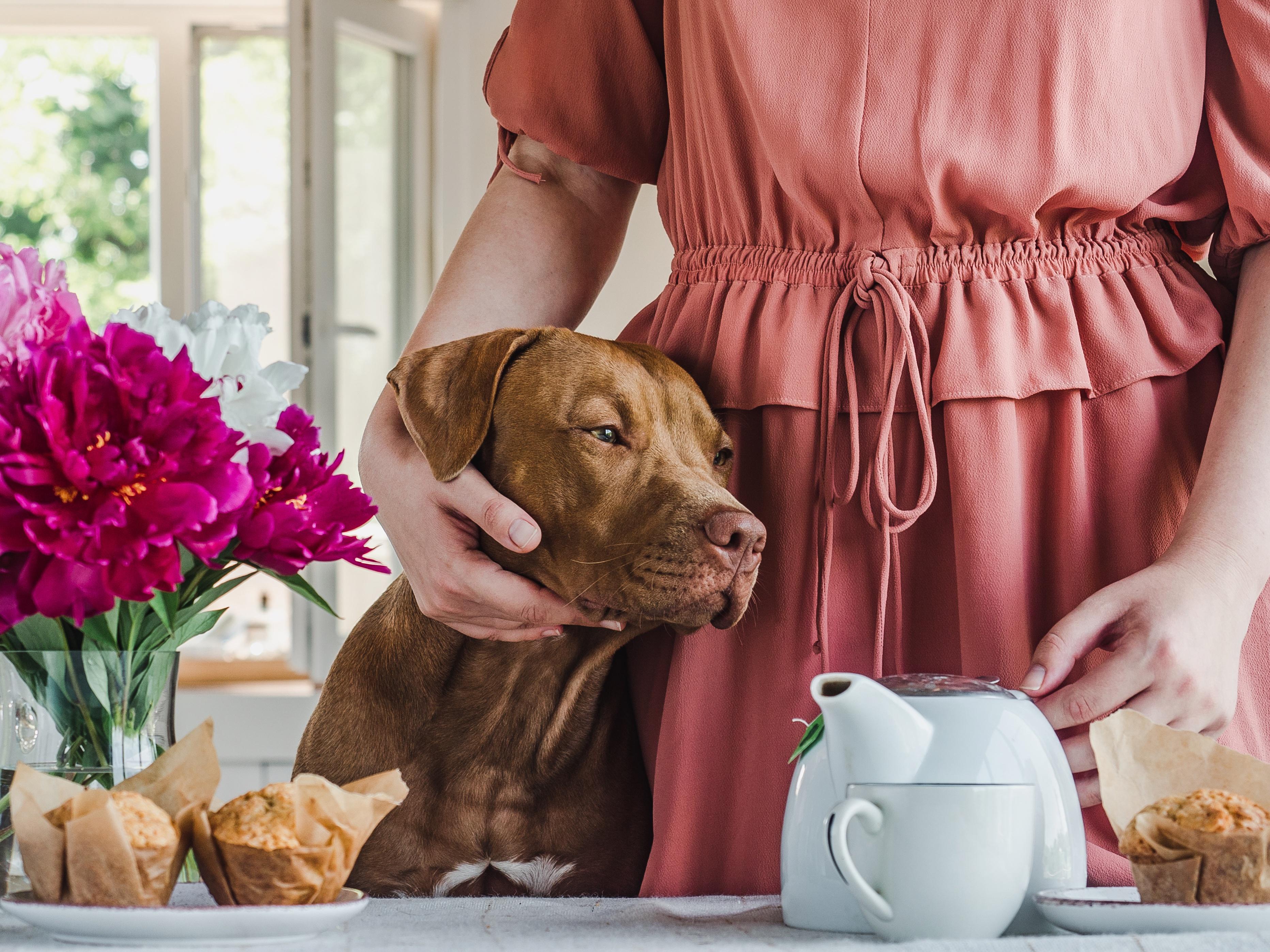 dog in kitchen with woman looking lovingly