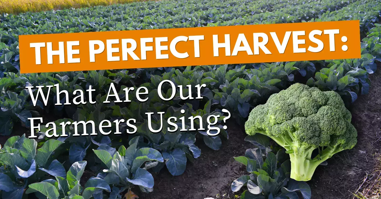 Broccoli field with a harvested head in the foreground and text reading ‘The Perfect Harvest.