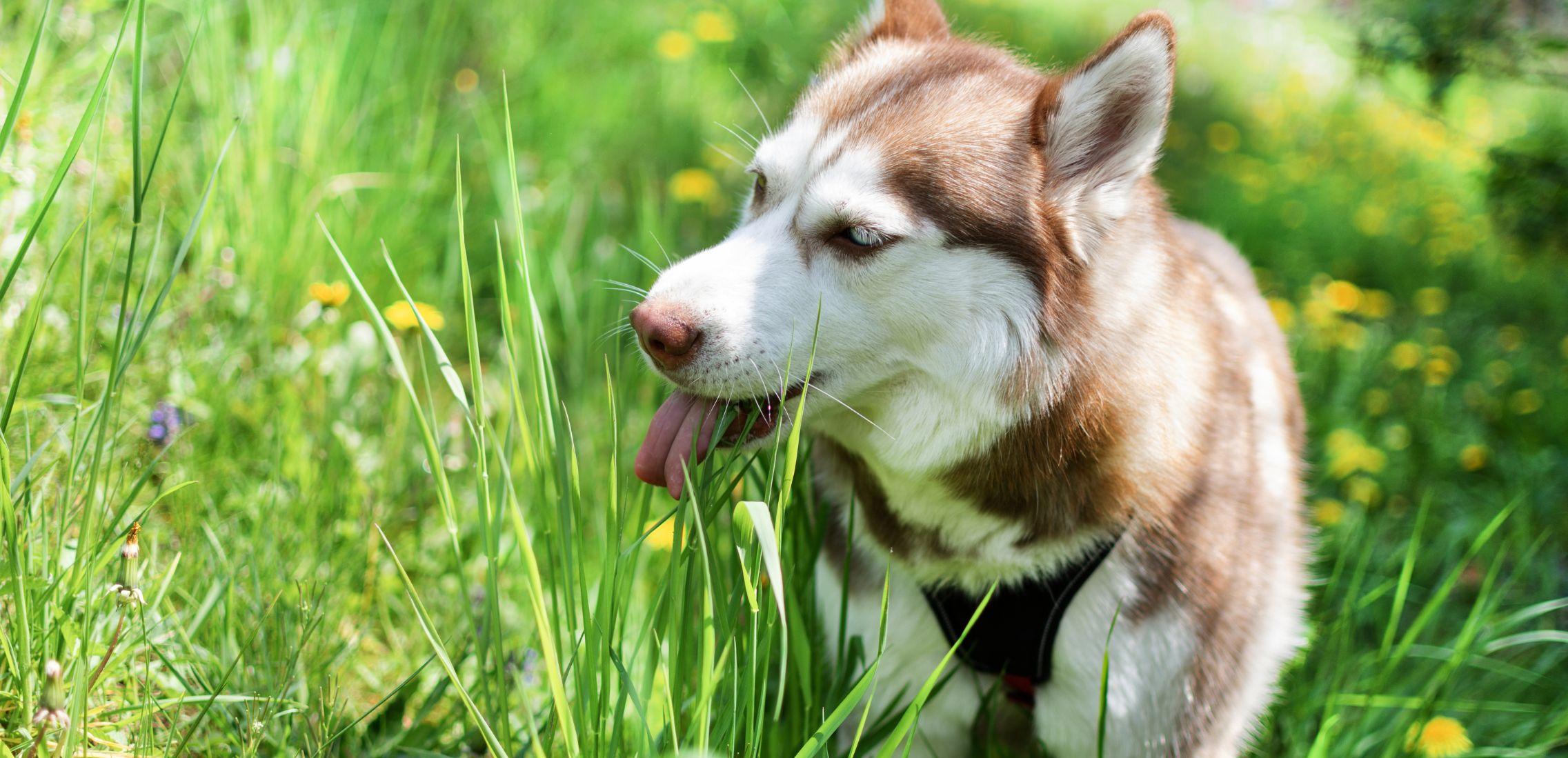 Husky dog eating grass