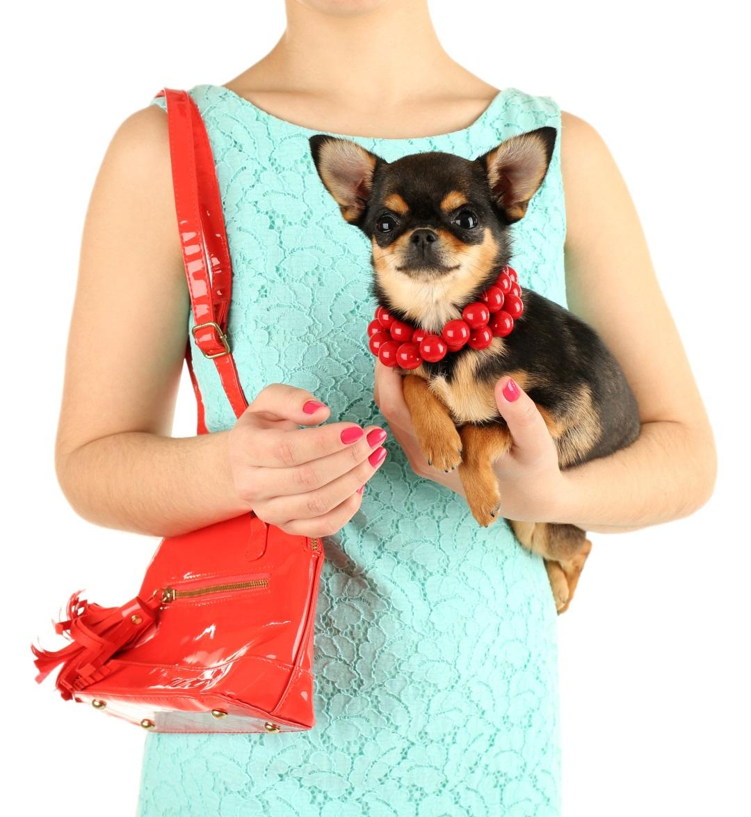 Woman with red bag holding cute chihuahua puppy isolated on white
