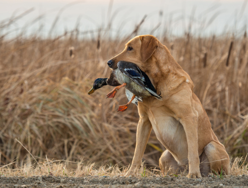 HUNTING DOG WITH DUCK