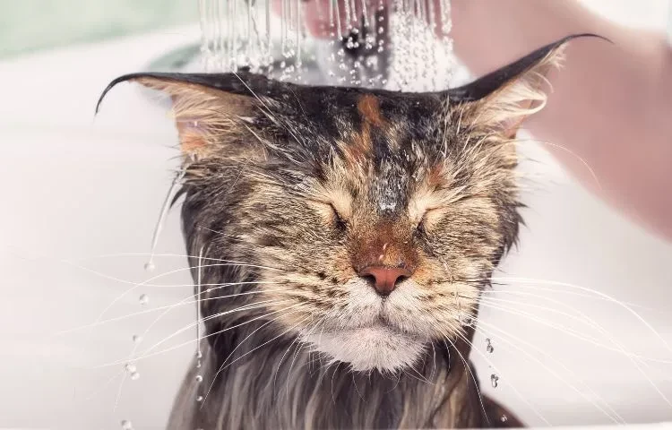 cat having a shower