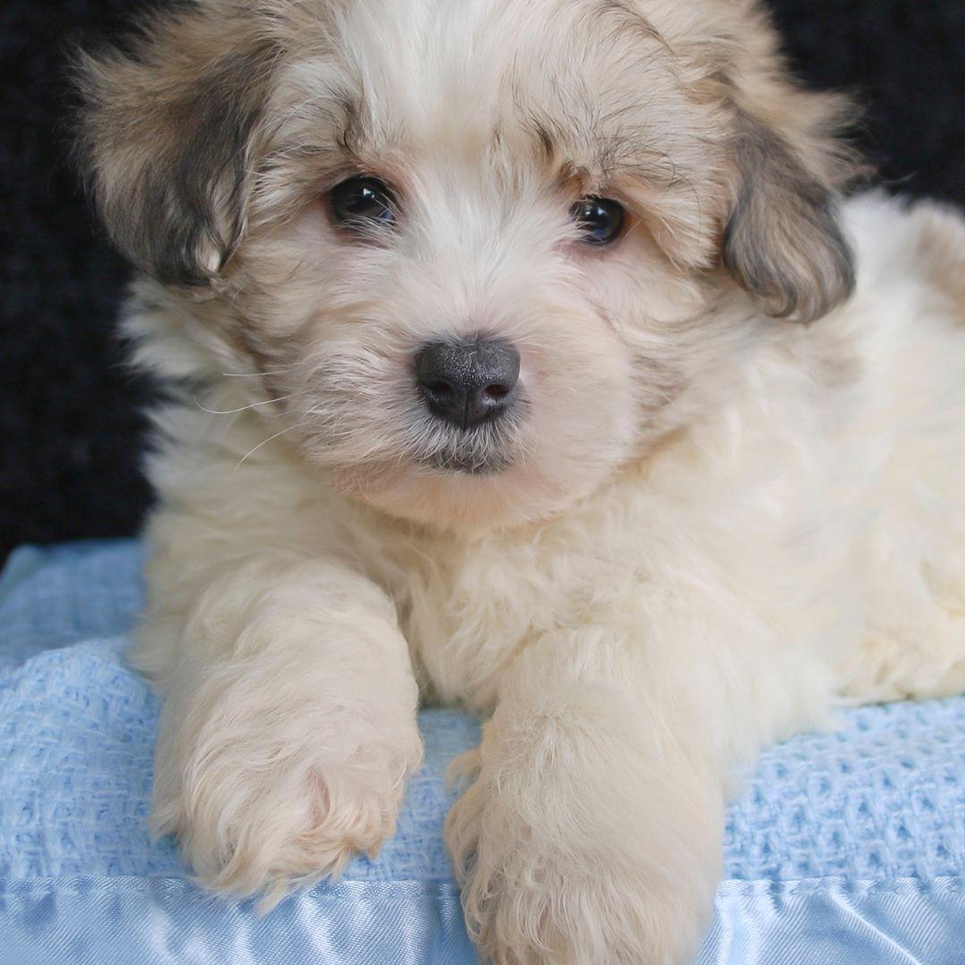 Maltipoo Puppy