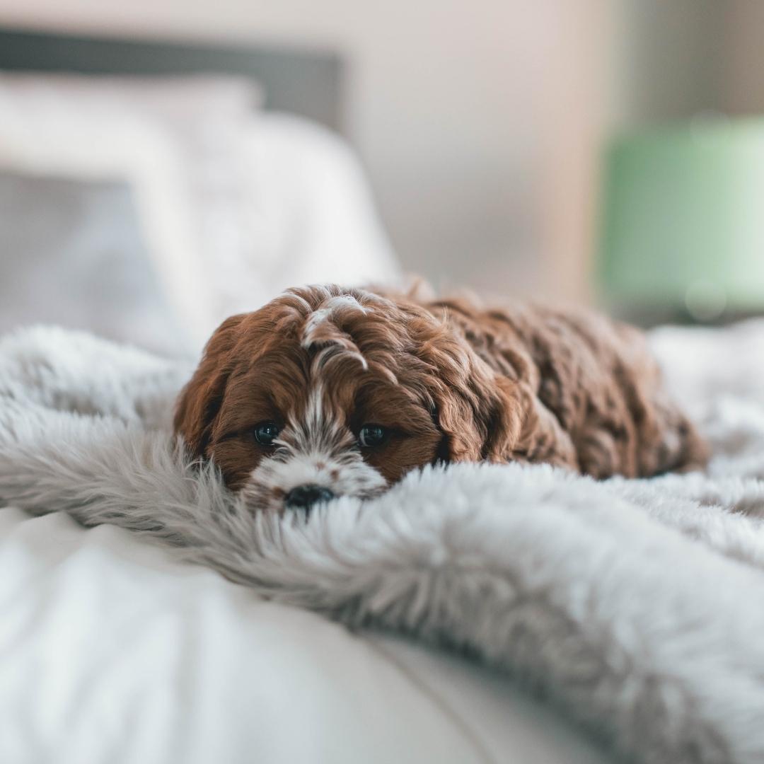 Brown puppy laying on a fluffy blanket