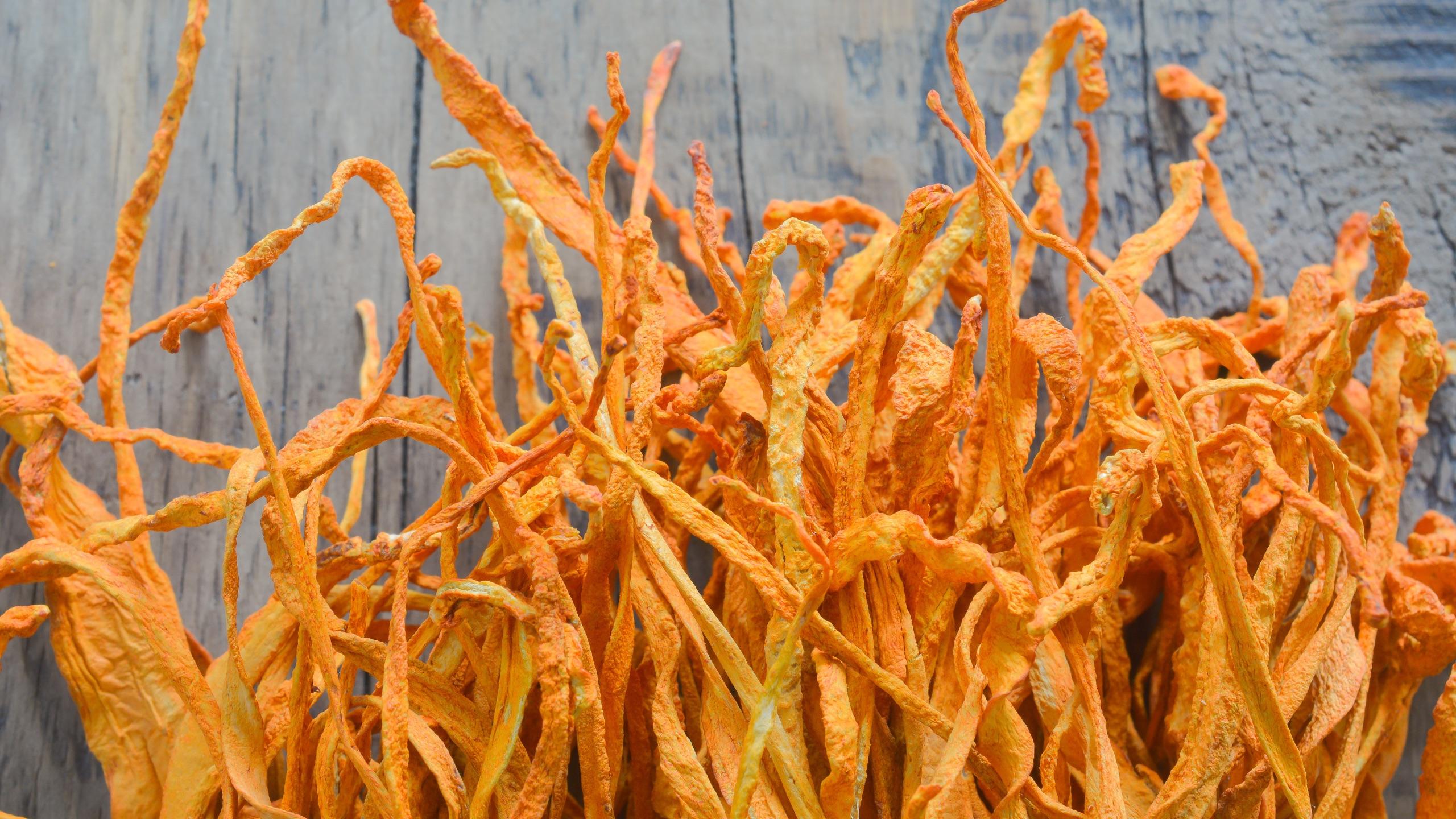 Close up of many dried cordyceps