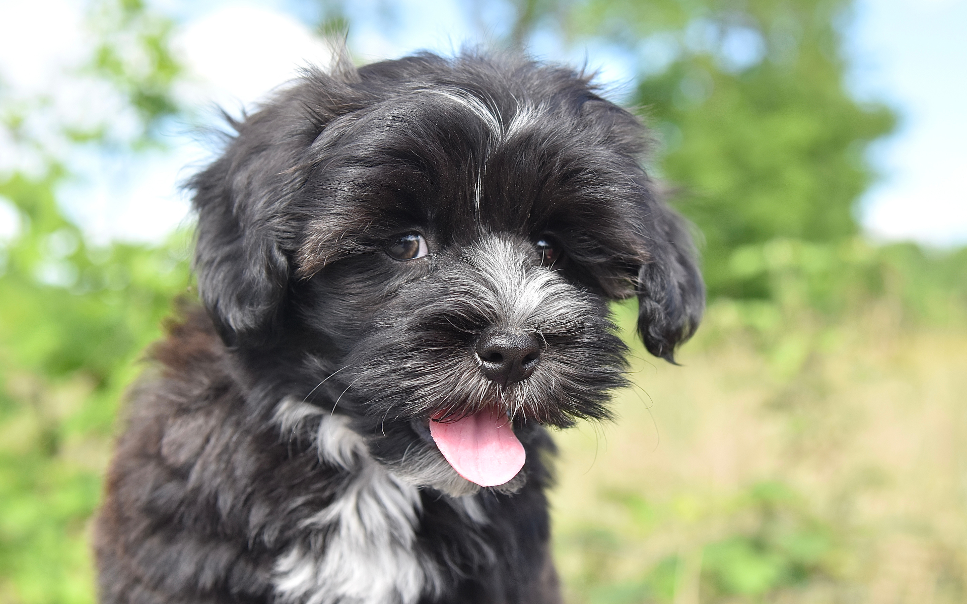 Havanese puppy